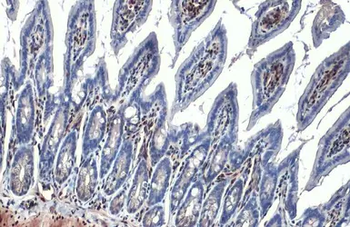 Anti-RBPMS antibody [HL1106] used in IHC (Paraffin sections) (IHC-P). GTX636321