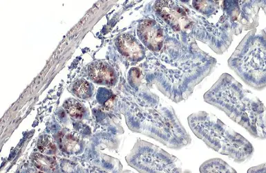 Anti-BrdU antibody [HL1111] used in IHC (Paraffin sections) (IHC-P). GTX636326