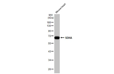 Anti-SDHA antibody [HL1117] used in Western Blot (WB). GTX636335