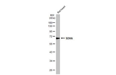 Anti-SDHA antibody [HL1117] used in Western Blot (WB). GTX636335