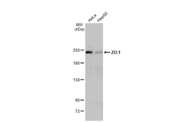 Anti-ZO-1 antibody [HL1133] used in Western Blot (WB). GTX636399