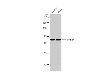 Anti-STAT3 antibody [HL1134] used in Western Blot (WB). GTX636400