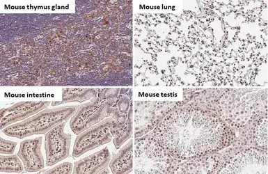 Anti-STAT3 antibody [HL1134] used in IHC (Paraffin sections) (IHC-P). GTX636400