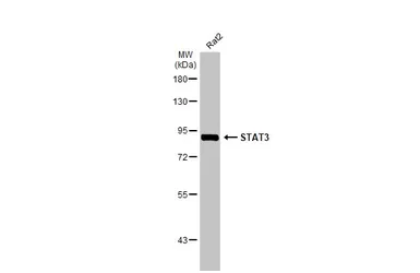 Anti-STAT3 antibody [HL1134] used in Western Blot (WB). GTX636400