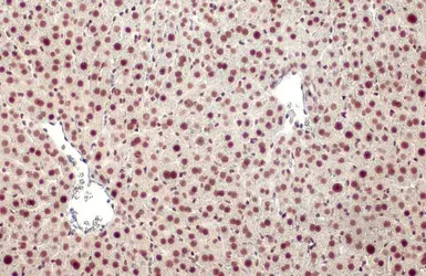 Anti-Glucocorticoid Receptor antibody [HL1149] used in IHC (Paraffin sections) (IHC-P). GTX636420