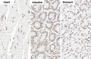 Anti-Glucocorticoid Receptor antibody [HL1149] used in IHC (Paraffin sections) (IHC-P). GTX636420