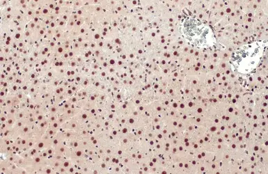 Anti-Glucocorticoid Receptor antibody [HL1151] used in IHC (Paraffin sections) (IHC-P). GTX636422
