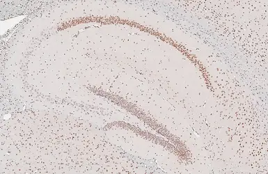 Anti-Glucocorticoid Receptor antibody [HL1151] used in IHC (Paraffin sections) (IHC-P). GTX636422