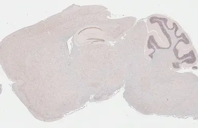 Anti-Glucocorticoid Receptor antibody [HL1151] used in IHC (Paraffin sections) (IHC-P). GTX636422
