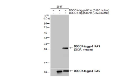 Anti-RAS (G12A mutant) antibody [HL1153] used in Western Blot (WB). GTX636434