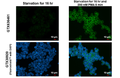 Anti-PKC theta (phospho Thr219) antibody [HL1157] used in Immunocytochemistry/ Immunofluorescence (ICC/IF). GTX636461