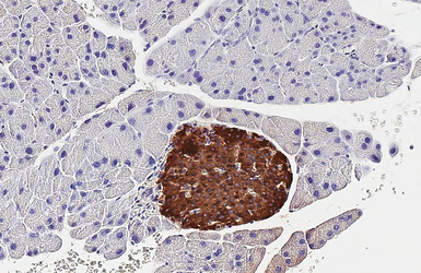 Anti-C-Peptide antibody [HL1158] used in IHC (Paraffin sections) (IHC-P). GTX636462