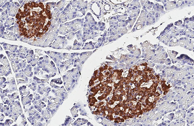 Anti-C-Peptide antibody [HL1158] used in IHC (Paraffin sections) (IHC-P). GTX636462