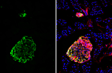 Anti-C-Peptide antibody [HL1158] used in IHC (Frozen sections) (IHC-Fr). GTX636462