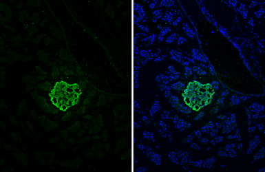 Anti-C-Peptide antibody [HL1158] used in IHC (Frozen sections) (IHC-Fr). GTX636462