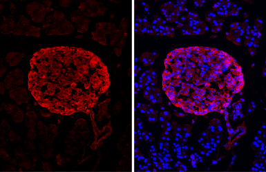 Anti-C-Peptide antibody [HL1159] used in IHC (Frozen sections) (IHC-Fr). GTX636463