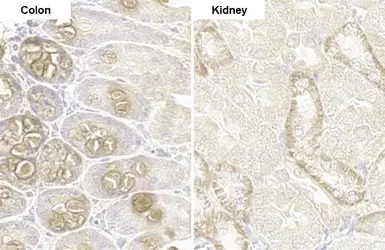 Anti-PARP14 antibody [HL1178] used in IHC (Paraffin sections) (IHC-P). GTX636483