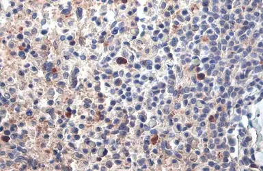 Anti-PARP14 antibody [HL1178] used in IHC (Paraffin sections) (IHC-P). GTX636483