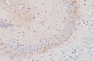Anti-GAD65 antibody [HL1187] used in IHC (Paraffin sections) (IHC-P). GTX636493