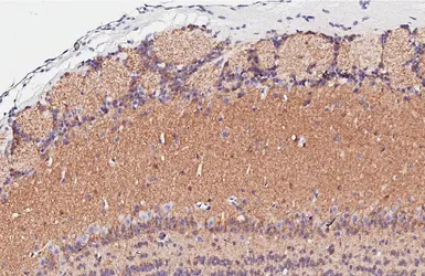 Anti-GAD65 antibody [HL1187] used in IHC (Paraffin sections) (IHC-P). GTX636493