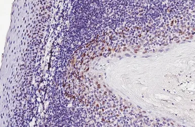 Anti-SOX2 antibody [HL1193] used in IHC (Paraffin sections) (IHC-P). GTX636505