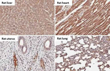 Anti-C1 inhibitor antibody [HL1196] used in IHC (Paraffin sections) (IHC-P). GTX636508