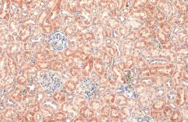 Anti-BNIP3L antibody [HL1203] used in IHC (Paraffin sections) (IHC-P). GTX636515