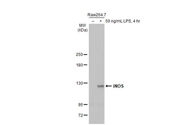 Anti-iNOS antibody [HL1213] used in Western Blot (WB). GTX636531