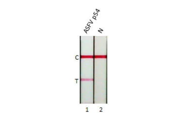 Anti-ASFV p54 antibody [HL1219] used in Lateral Flow (Lateral Flow). GTX636563