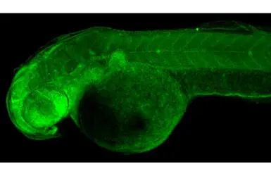 Anti-RRM2 antibody [HL1235] used in IHC (Whole mount) (IHC-Wm). GTX636634