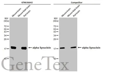Anti-alpha Synuclein antibody [HL1243] used in Western Blot (WB). GTX636642