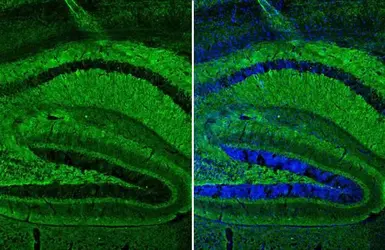 Anti-alpha Synuclein antibody [HL1243] used in IHC (Frozen sections) (IHC-Fr). GTX636642