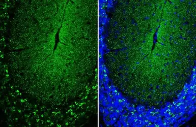 Anti-alpha Synuclein antibody [HL1243] used in IHC (Frozen sections) (IHC-Fr). GTX636642