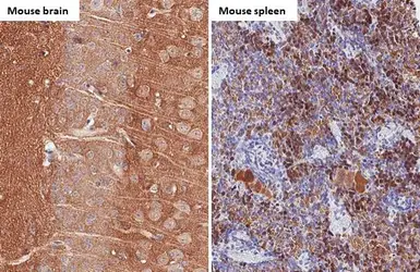 Anti-alpha Synuclein antibody [HL1243] used in IHC (Paraffin sections) (IHC-P). GTX636642