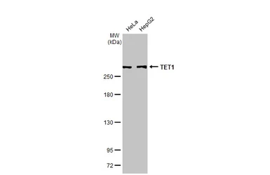 Anti-TET1 antibody [GT1382] used in Western Blot (WB). GTX636643