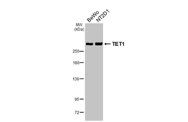 Anti-TET1 antibody [GT1382] used in Western Blot (WB). GTX636643