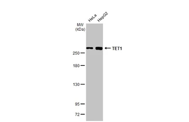 Anti-TET1 antibody [GT231] used in Western Blot (WB). GTX636644