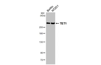 Anti-TET1 antibody [GT231] used in Western Blot (WB). GTX636644