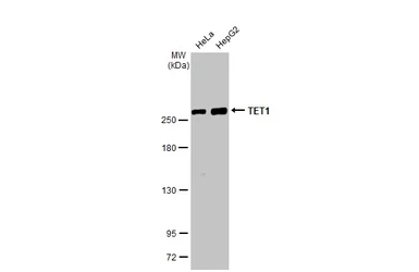 Anti-TET1 antibody [GT2457] used in Western Blot (WB). GTX636645