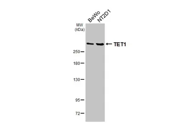 Anti-TET1 antibody [GT2457] used in Western Blot (WB). GTX636645