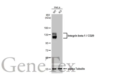 Anti-Integrin beta 1 / CD29 antibody [HL1255] used in Western Blot (WB). GTX636657