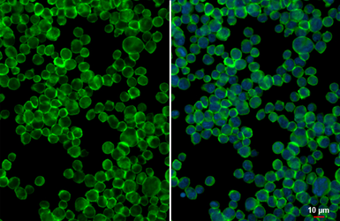 Anti-ITK antibody [HL1264] used in Immunocytochemistry/ Immunofluorescence (ICC/IF). GTX636666