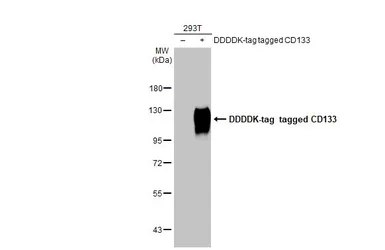 Anti-CD133 antibody [HL1271] used in Western Blot (WB). GTX636673