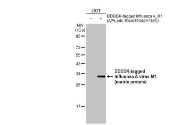 Anti-Influenza A virus M1 (matrix protein) antibody [HL1275] used in Western Blot (WB). GTX636677