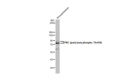 Anti-PKC (pan) (zeta phospho Thr410) antibody [HL1278] used in Western Blot (WB). GTX636680