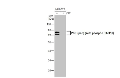 Anti-PKC (pan) (zeta phospho Thr410) antibody [HL1278] used in Western Blot (WB). GTX636680