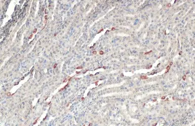 Anti-BRD9 antibody [HL1282] used in IHC (Paraffin sections) (IHC-P). GTX636696