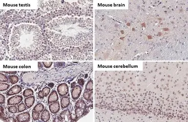 Anti-BRD9 antibody [HL1282] used in IHC (Paraffin sections) (IHC-P). GTX636696