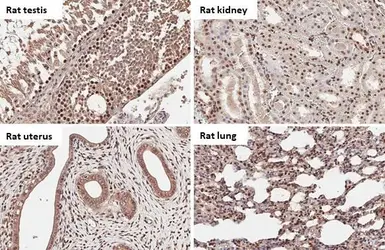 Anti-BRD9 antibody [HL1282] used in IHC (Paraffin sections) (IHC-P). GTX636696