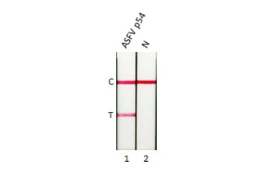 Anti-ASFV p54 antibody [HL1287] used in Lateral Flow (Lateral Flow). GTX636701